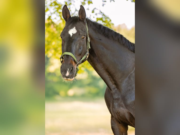Holstein Gelding 15 years 16.2 hh Smoky-Black in Moosach