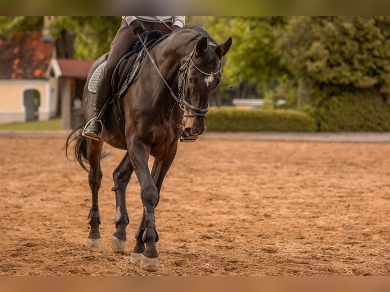 Holstein Gelding 15 years 16.2 hh Smoky-Black in Moosach