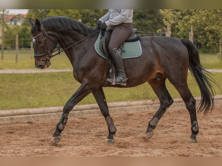 Holstein Gelding 15 years 16.2 hh Smoky-Black in Moosach
