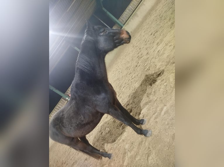 Holstein Gelding 15 years 16 hh Brown in WaldbrölW