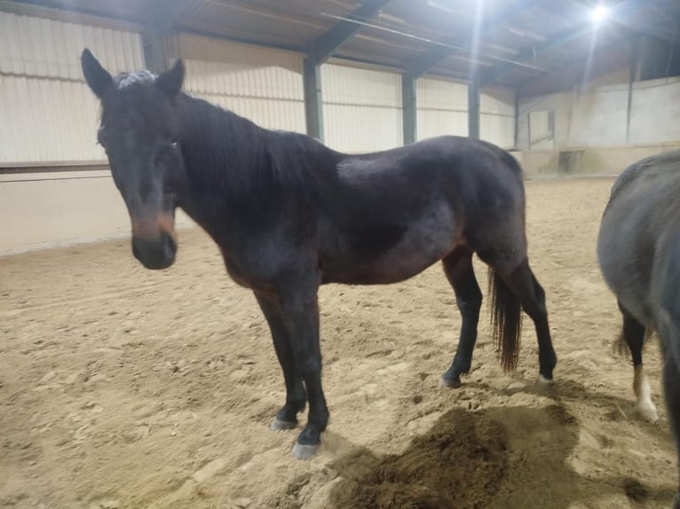 Holstein Gelding 15 years 16 hh Brown in WaldbrölW