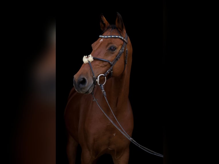 Holstein Gelding 15 years 16 hh Brown in Neustadt an der Donau