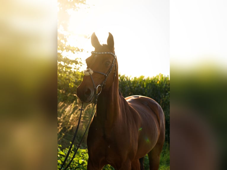 Holstein Gelding 15 years 16 hh Brown in Neustadt an der Donau