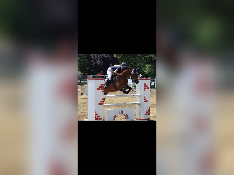 Holstein Gelding 15 years 16 hh Brown in Neustadt an der Donau