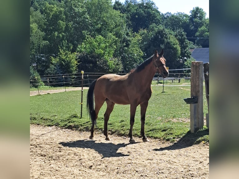 Holstein Gelding 15 years 16 hh Brown in Neustadt an der Donau