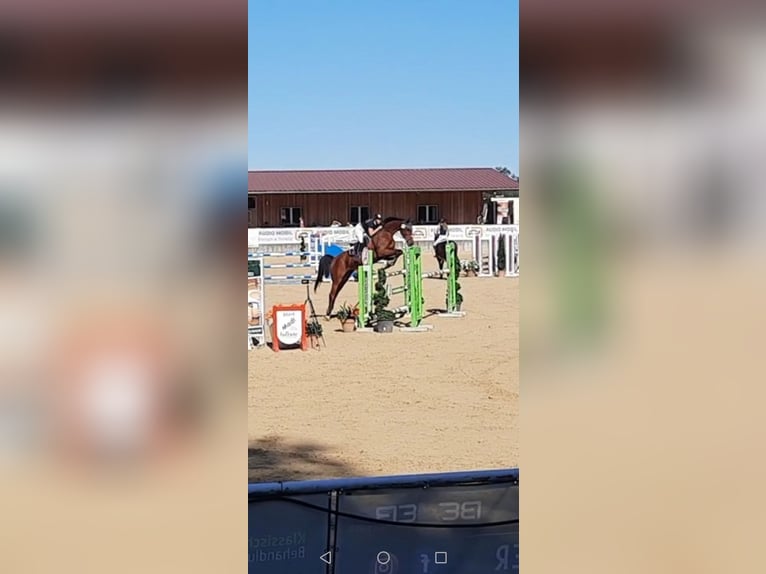 Holstein Gelding 15 years 16 hh Brown in Neustadt an der Donau