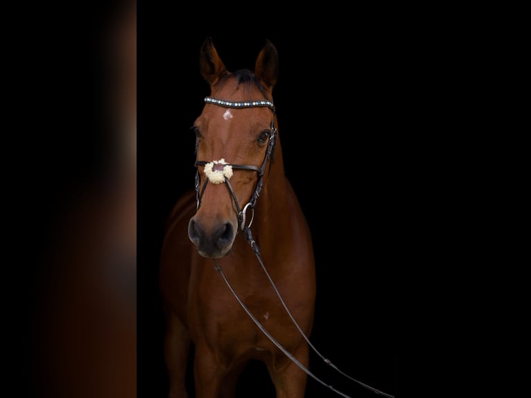 Holstein Gelding 15 years 16 hh Brown in Neustadt an der Donau