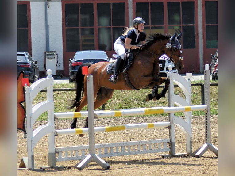 Holstein Gelding 15 years 16 hh Brown in Neustadt an der Donau