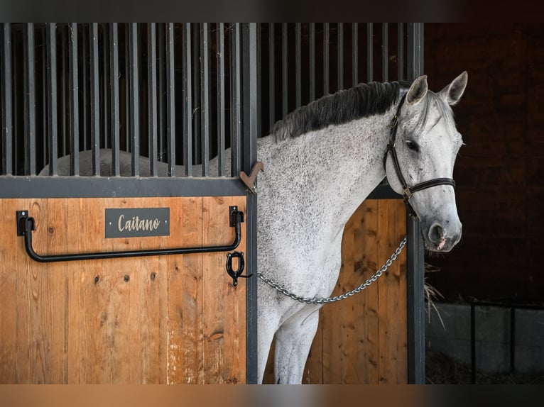Holstein Gelding 15 years 16 hh Grey in Oberaach