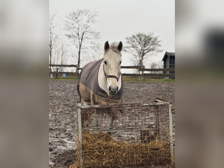 Holstein Gelding 15 years 16 hh  in Goosefeld