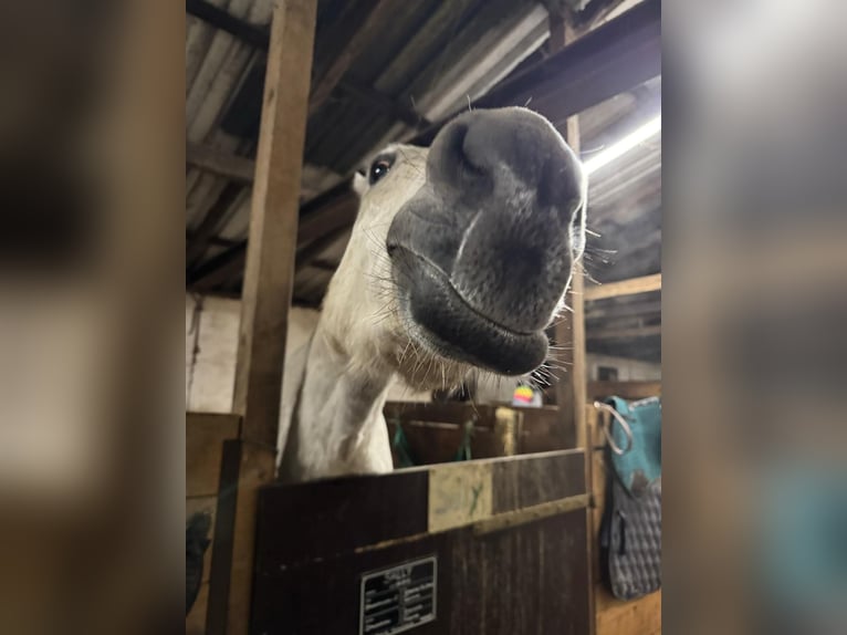 Holstein Gelding 15 years 16 hh  in Goosefeld