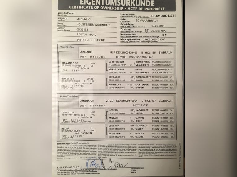 Holstein Gelding 15 years 16 hh Smoky-Black in Biederthal