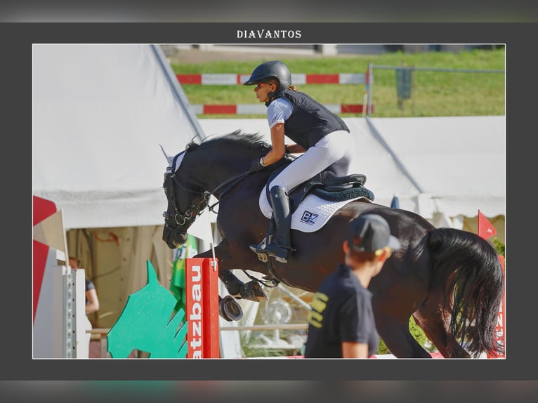 Holstein Gelding 15 years 16 hh Smoky-Black in Biederthal