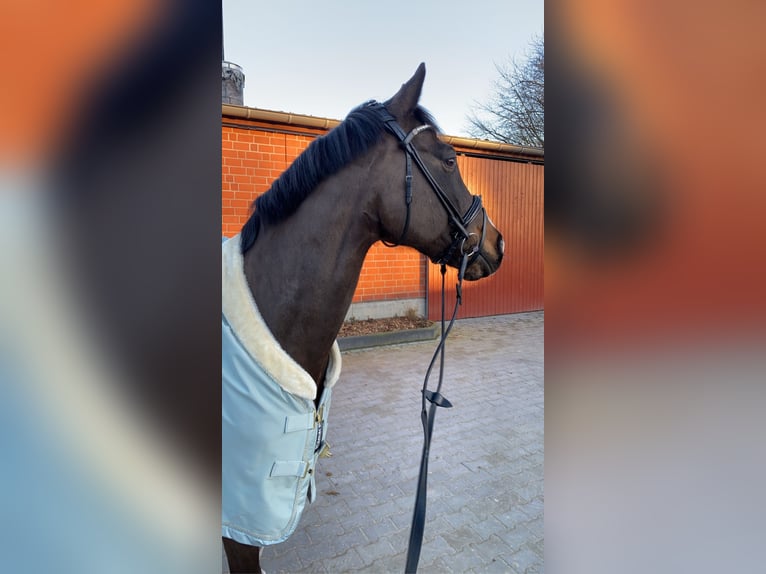 Holstein Gelding 15 years 16,1 hh Bay-Dark in Gescher