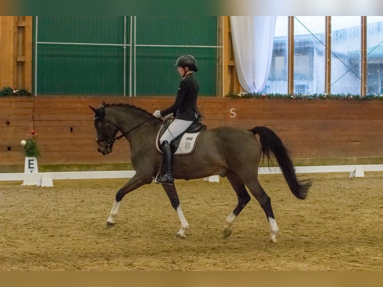 Holstein Gelding 15 years 16,1 hh Bay-Dark in Gescher