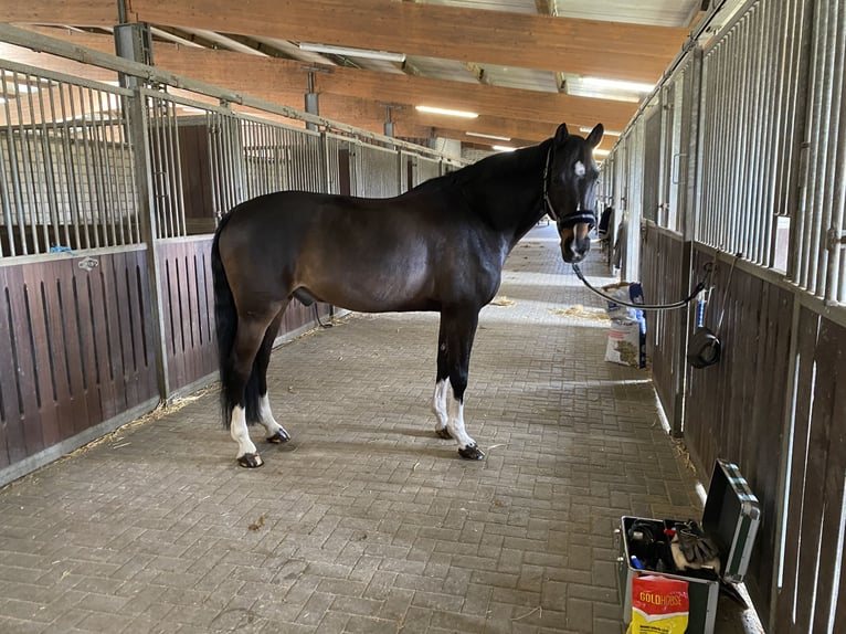 Holstein Gelding 15 years 16,1 hh Bay-Dark in Gescher