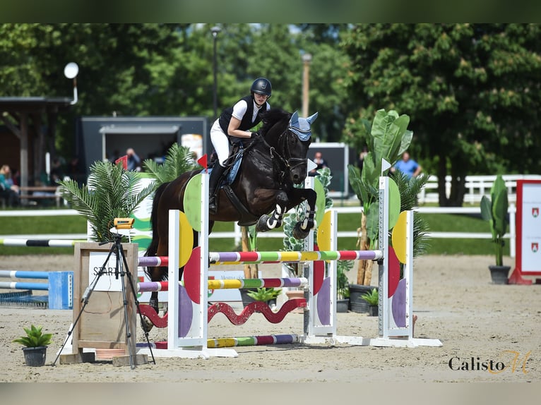 Holstein Gelding 15 years 16,1 hh Black in Ljubljana