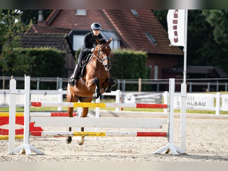 Holstein Gelding 15 years 16,1 hh Brown in Glandorf