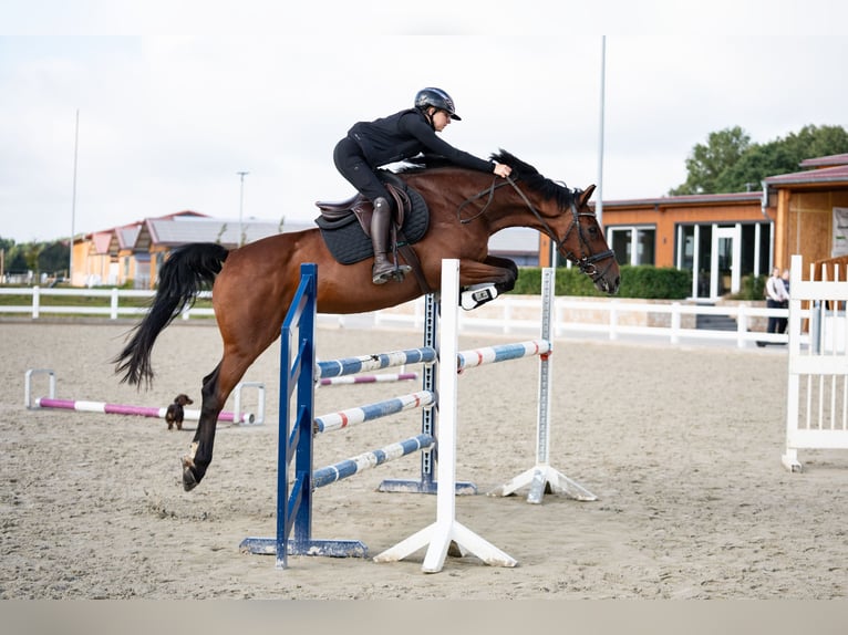 Holstein Gelding 15 years 16,1 hh Brown in Glandorf
