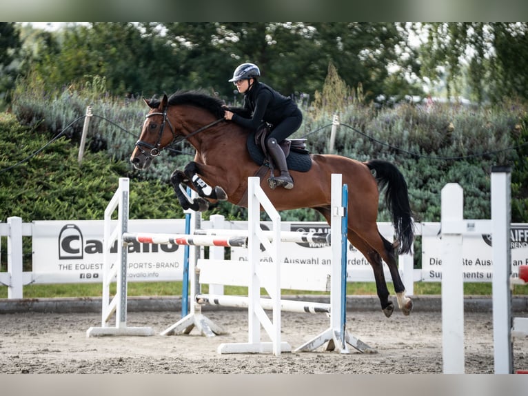 Holstein Gelding 15 years 16,1 hh Brown in Glandorf