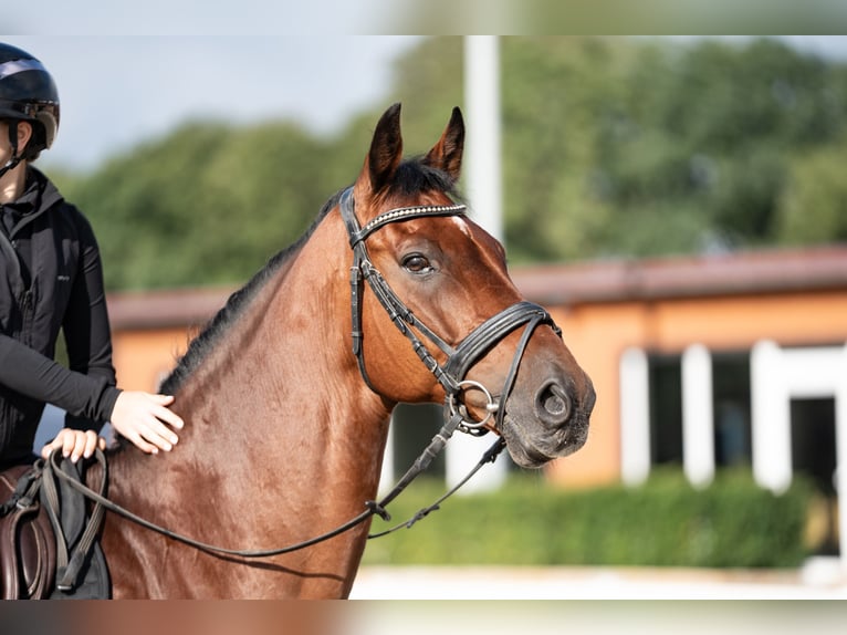 Holstein Gelding 15 years 16,1 hh Brown in Glandorf