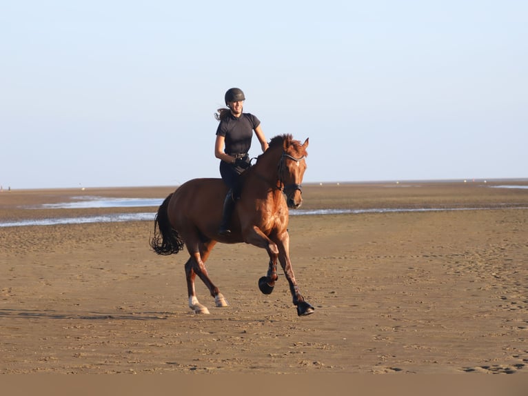 Holstein Gelding 15 years 16,1 hh Chestnut-Red in Flensburg