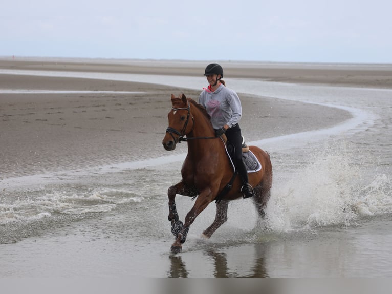 Holstein Gelding 15 years 16,1 hh Chestnut-Red in Flensburg