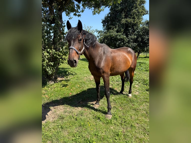 Holstein Gelding 15 years 16,1 hh in Aurolzm&#xFC;nster