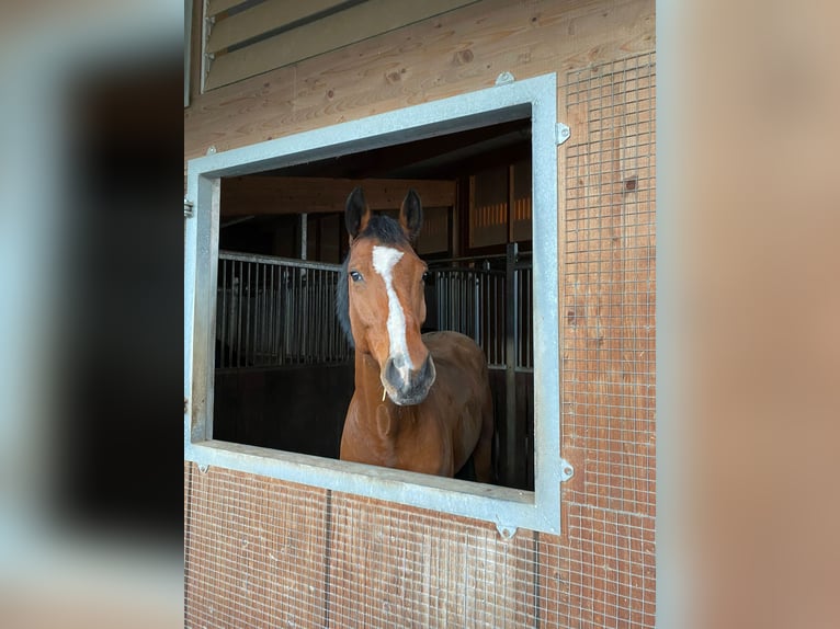 Holstein Gelding 15 years 16,2 hh Brown in Filderstadt