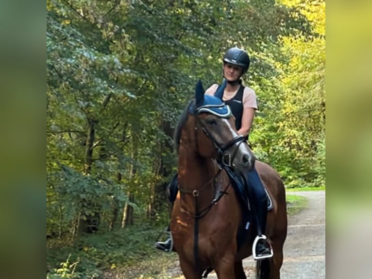 Holstein Gelding 15 years 16,2 hh Brown in Filderstadt