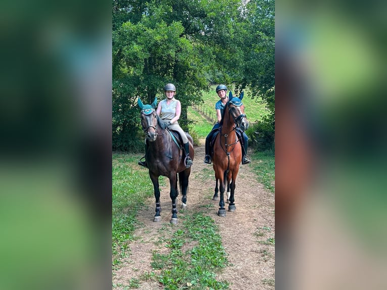 Holstein Gelding 15 years 16,2 hh Brown in Filderstadt