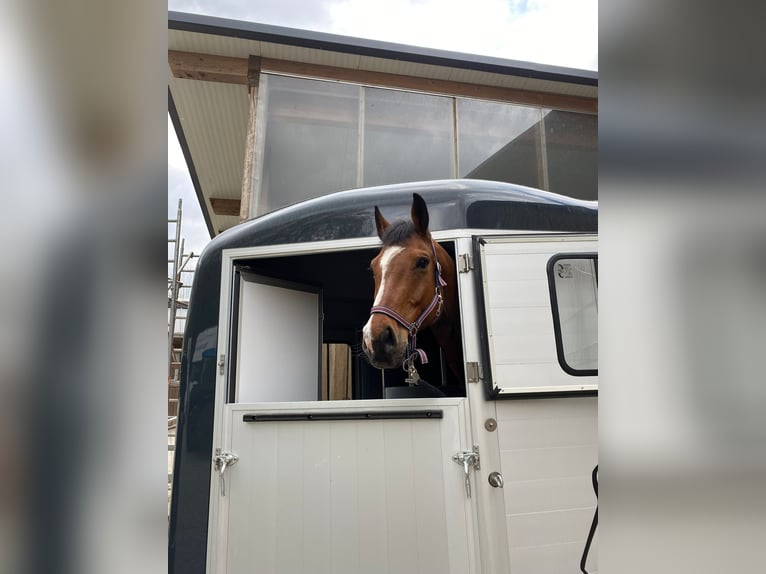 Holstein Gelding 15 years 16,2 hh Brown in Filderstadt