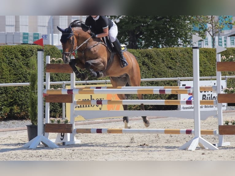 Holstein Gelding 15 years 16,2 hh Brown in Böhl-Iggelheim