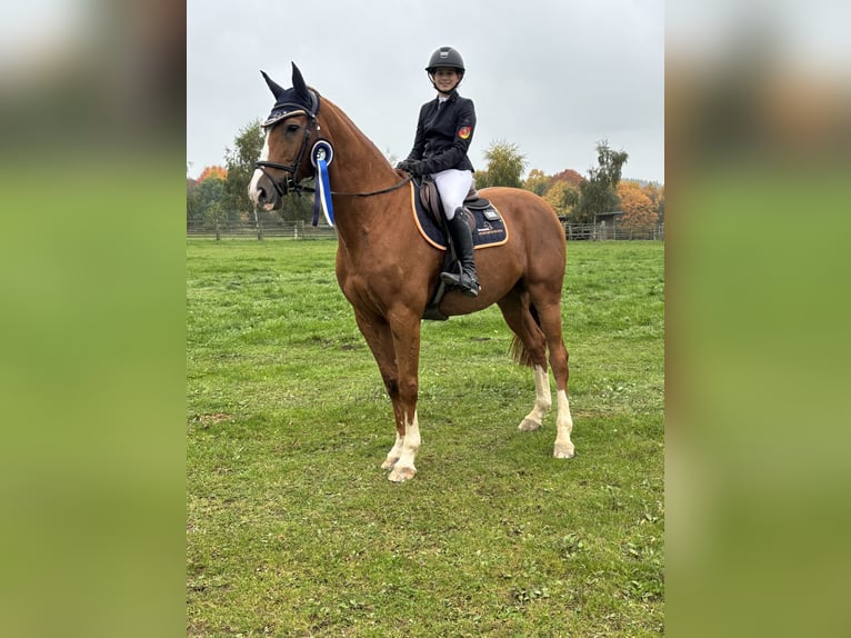 Holstein Gelding 15 years 16,2 hh Chestnut-Red in Hennef