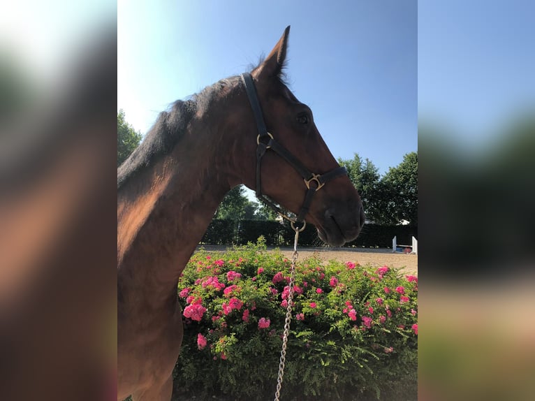 Holstein Gelding 15 years 16,3 hh Brown in Gronau (Westfalen) Holstein Gelding 15 years 16,3 hh Brown in Gronau (Westfalen)