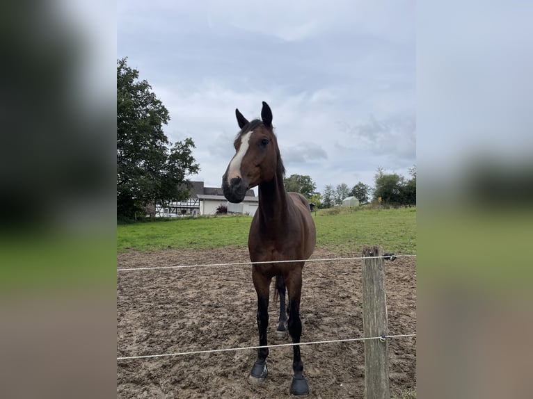 Holstein Gelding 15 years 17,1 hh Brown in Much