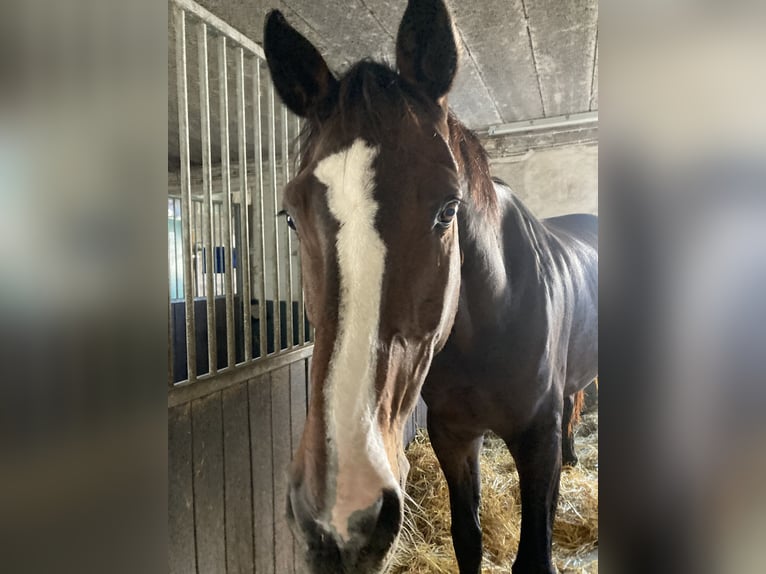 Holstein Gelding 15 years 17,1 hh Brown in Much