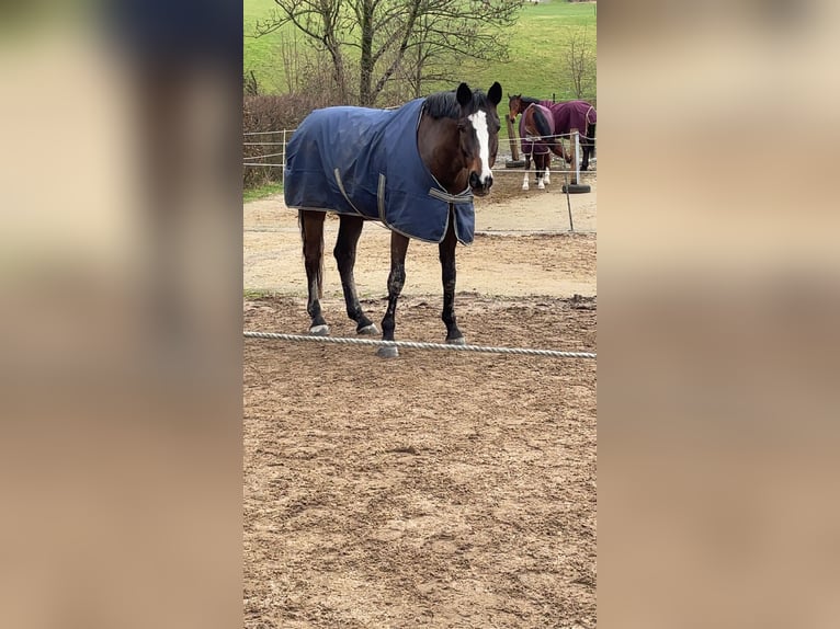 Holstein Gelding 15 years 17,1 hh Brown in Much