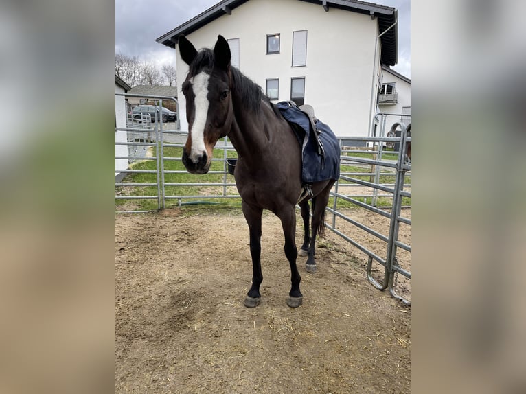 Holstein Gelding 15 years 17,1 hh Brown in Much