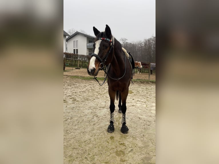 Holstein Gelding 15 years 17,1 hh Brown in Much