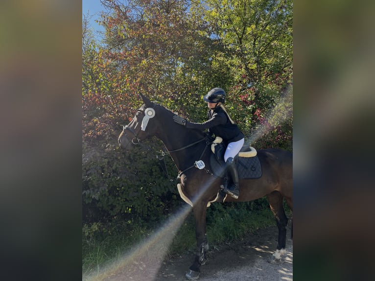 Holstein Gelding 15 years 17,1 hh Smoky-Black in Freiberg am Neckar