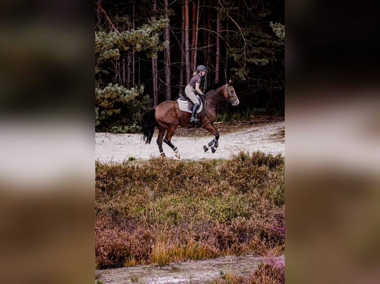 Holstein Gelding 15 years 17,2 hh Brown in Kerpen