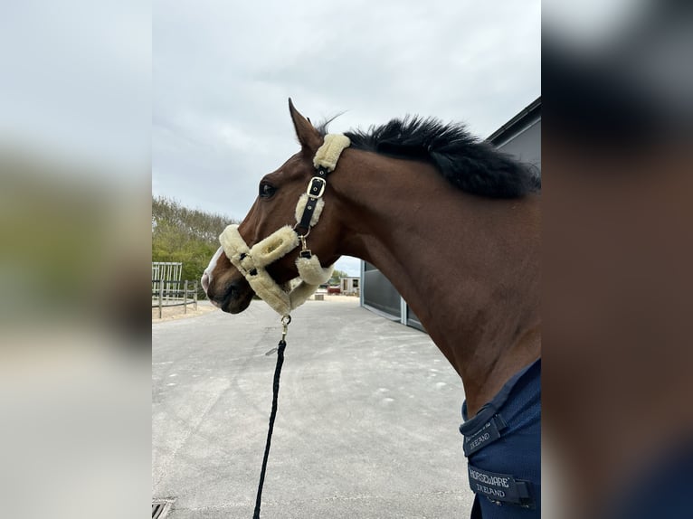 Holstein Gelding 15 years 17,2 hh Brown in Kerpen