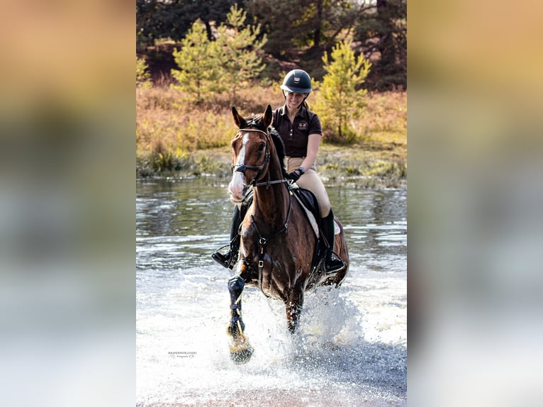 Holstein Gelding 15 years 17,2 hh Brown in Kerpen