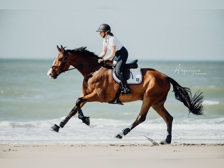 Holstein Gelding 15 years 17,2 hh Brown in Kerpen