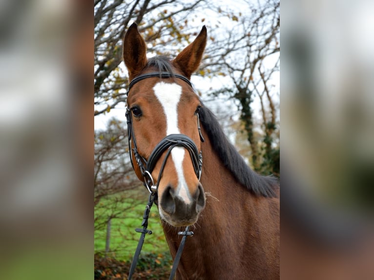 Holstein Gelding 15 years 17,3 hh Brown in Tinglev