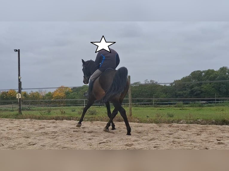 Holstein Gelding 15 years 17 hh Bay-Dark in Salzmünde