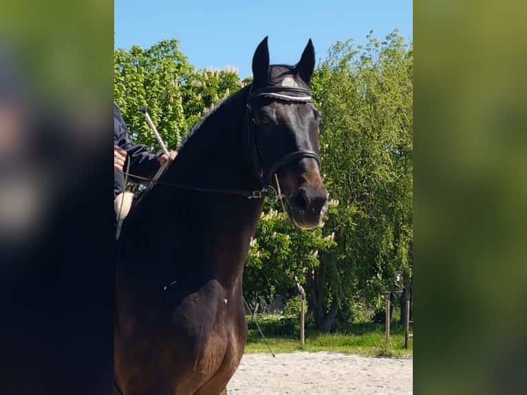 Holstein Gelding 15 years 17 hh Bay-Dark in Salzmünde