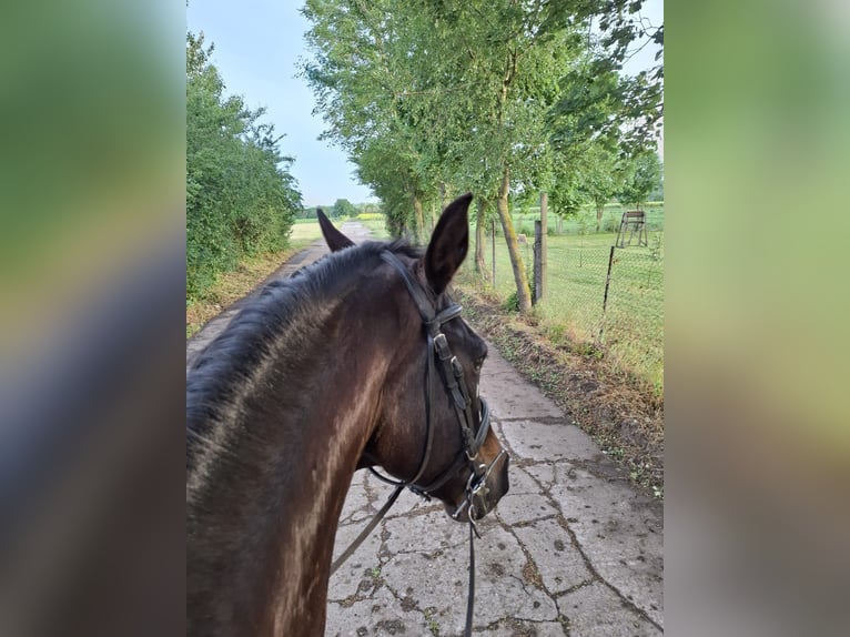 Holstein Gelding 15 years 17 hh Bay-Dark in Salzmünde