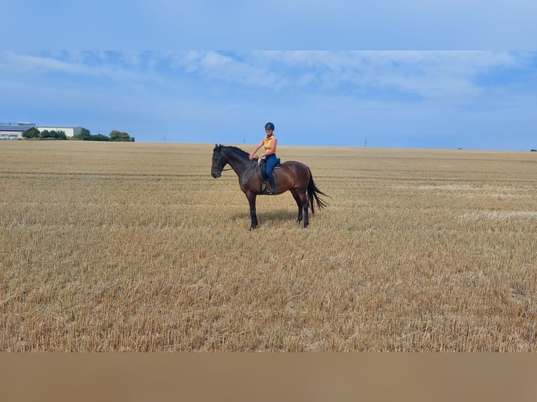 Holstein Gelding 15 years 17 hh Bay-Dark in Salzatal